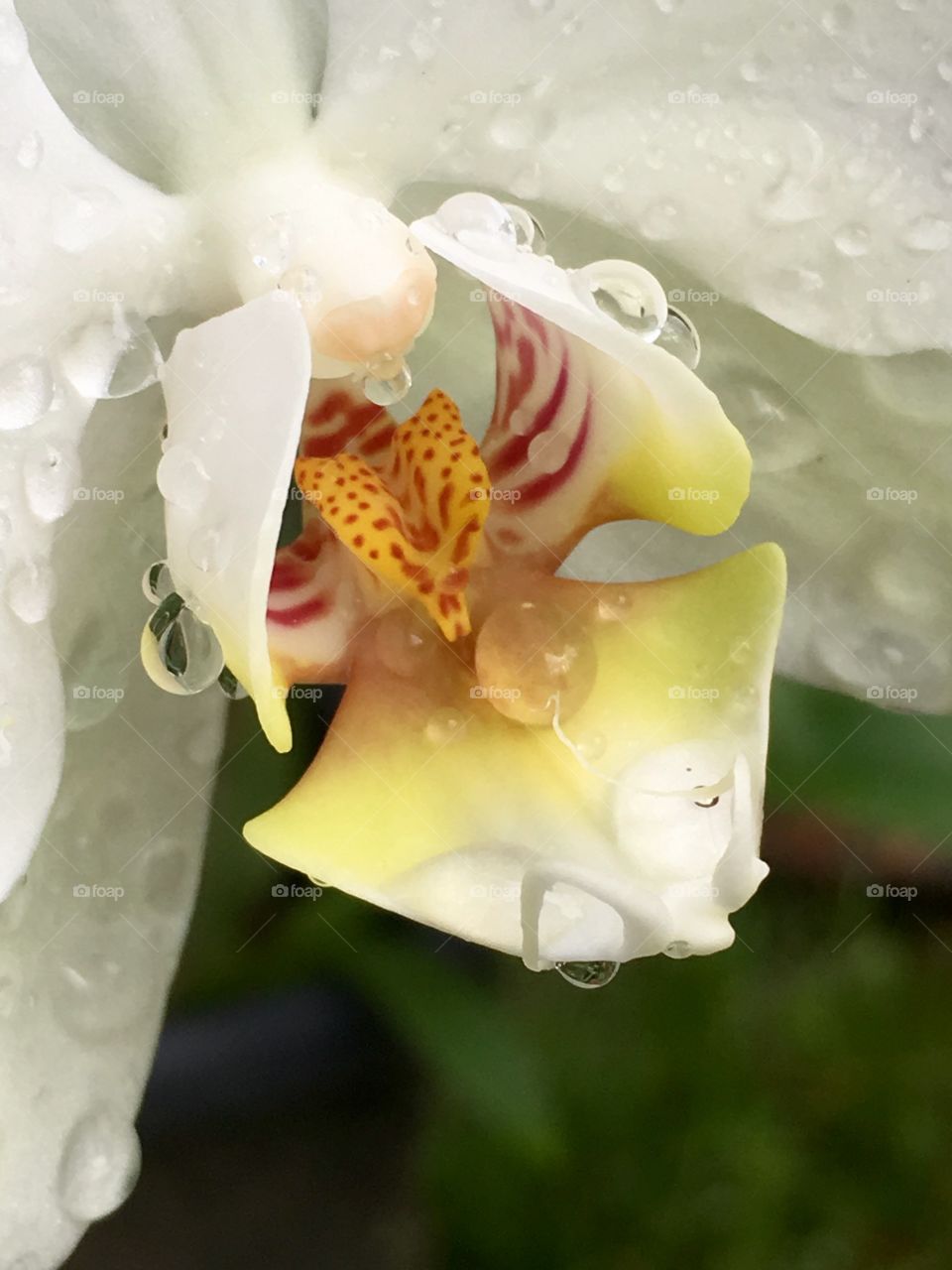 An eagle flies within this orchid’s bloom- fresh from the rain, delicately fragrant and fleeting.