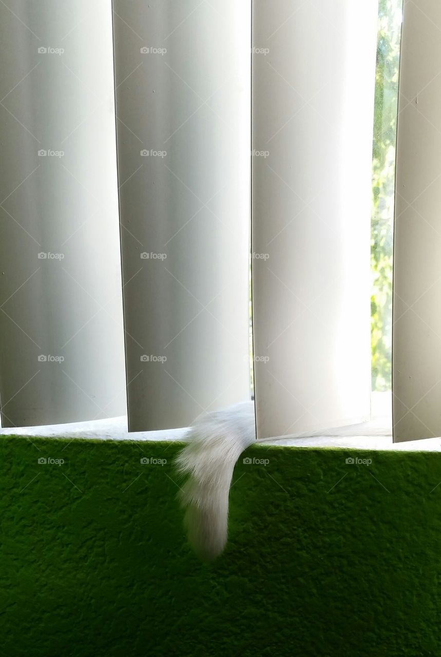 White tip of a cat's tail peeking out of blinds on a window sill. Lime green walls and white blinds.