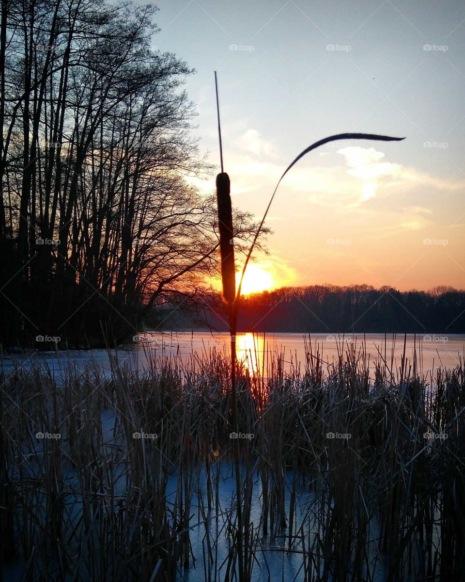 Reed detail by the frozen lake at sunset