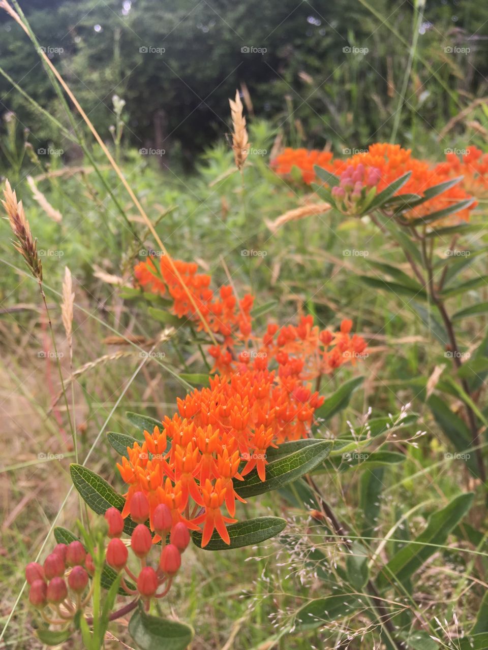 Butterflyweed in all directions 