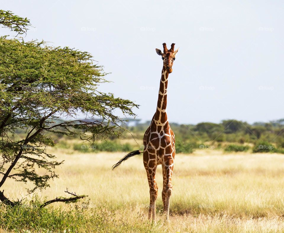 Somalia wildlife pictures