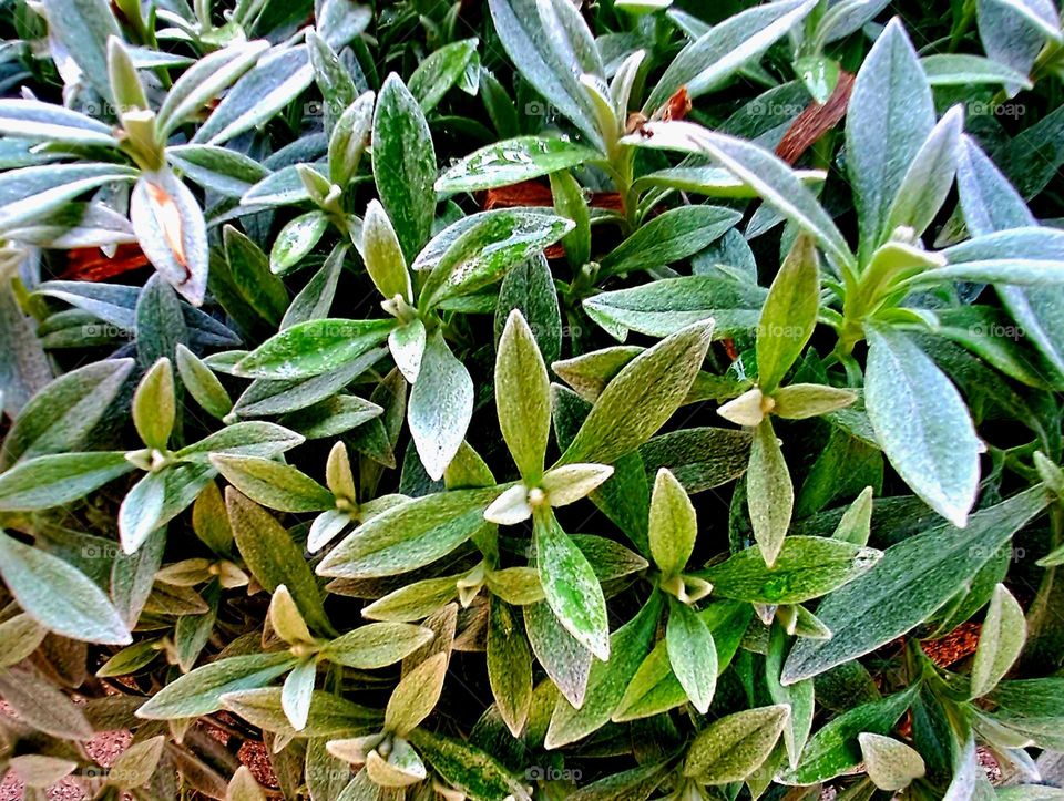 I saw a plant that caught my attention and I took a photo of it