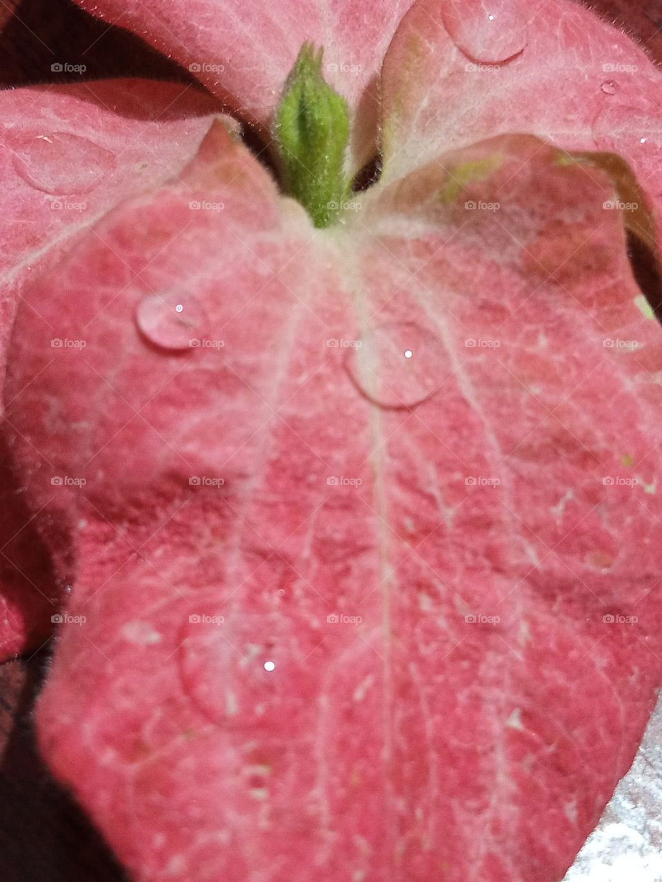 beautiful pink flower