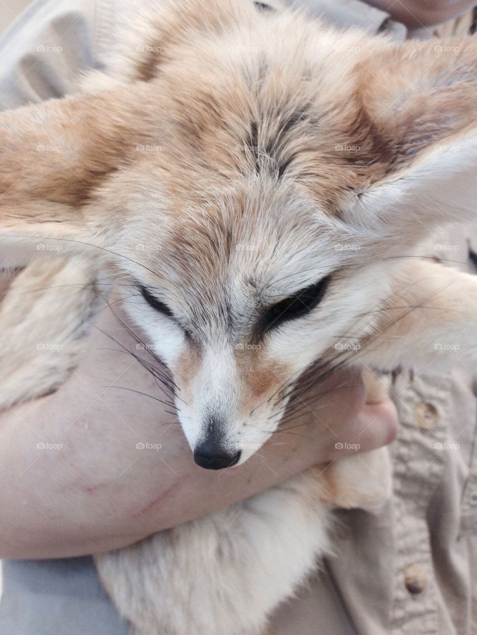 fox