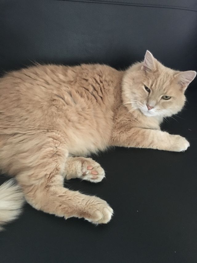 Simba the cat