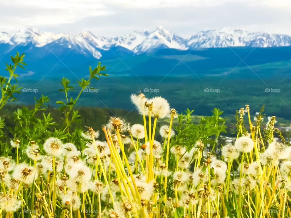 Alpine meadow view of Canada's Rocky Mountains   