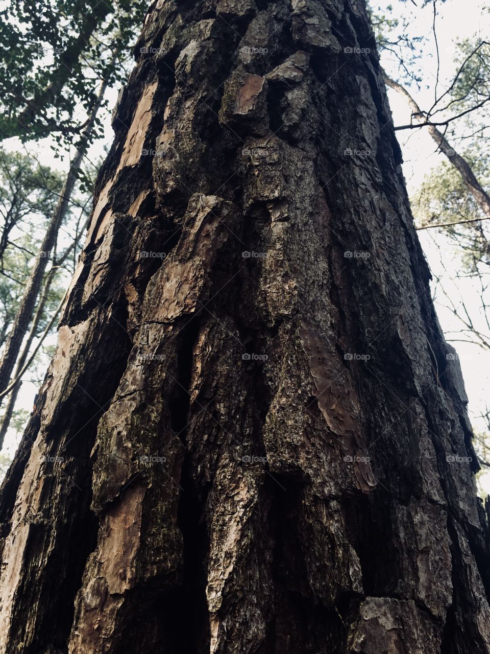 Closeup of the rough bark of s longleaf pine tree in the forest 