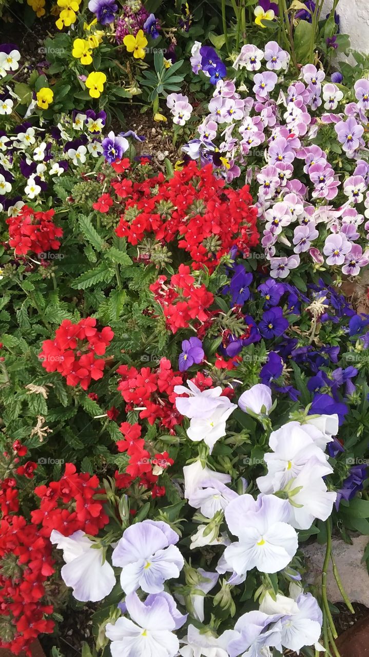 multiple colors flower bed