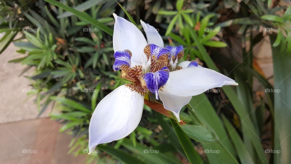 Iris flower