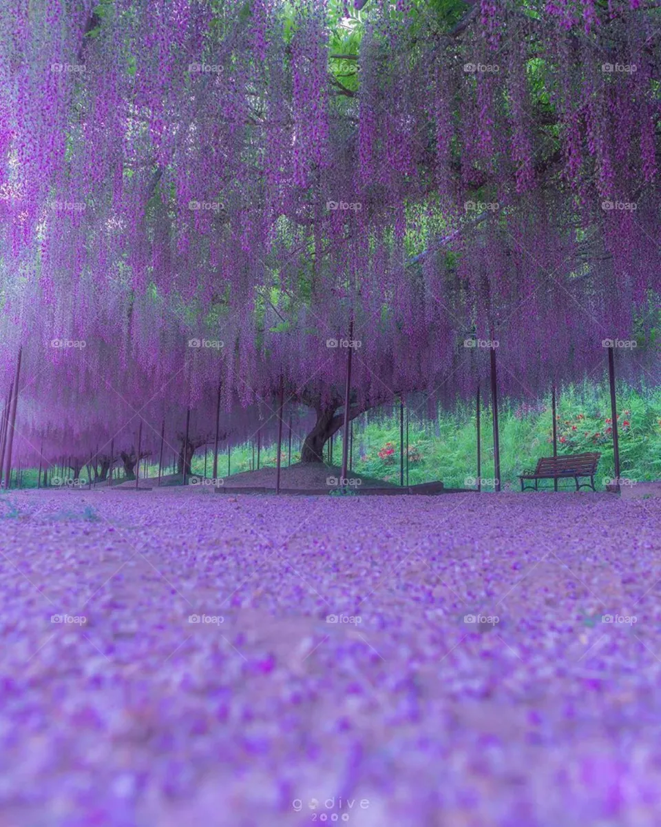 natural purple tree