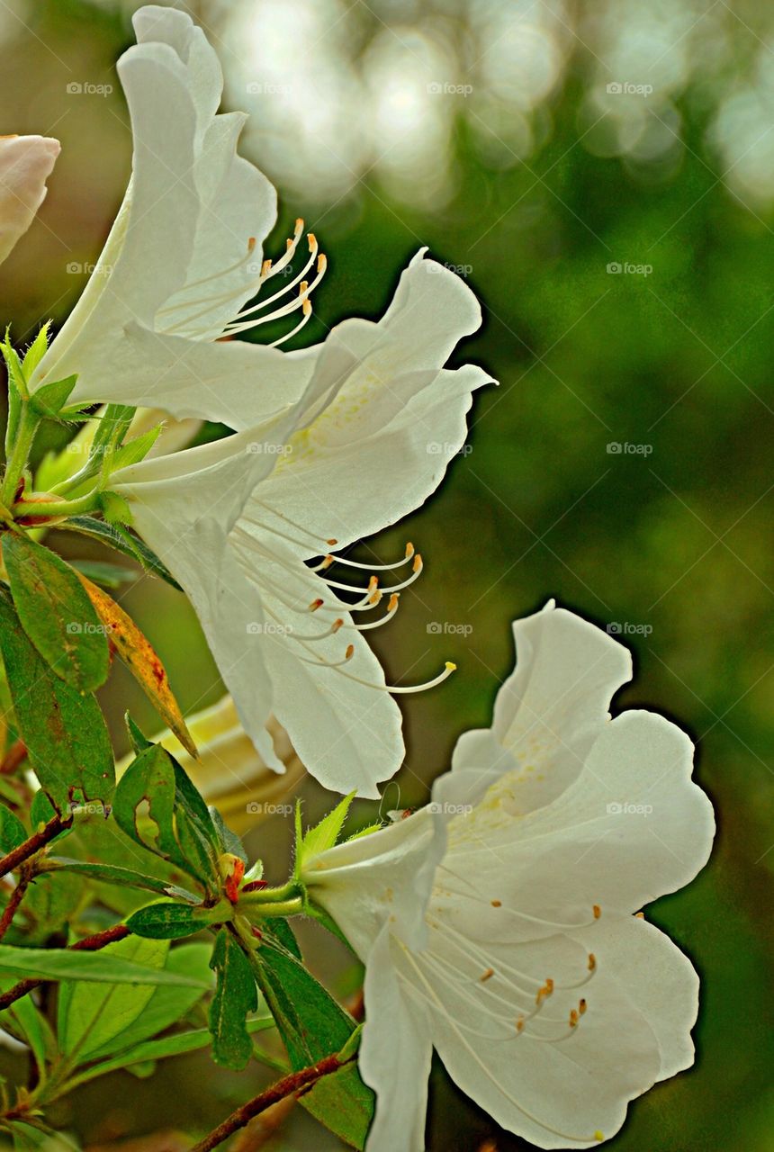 White Azaleas 