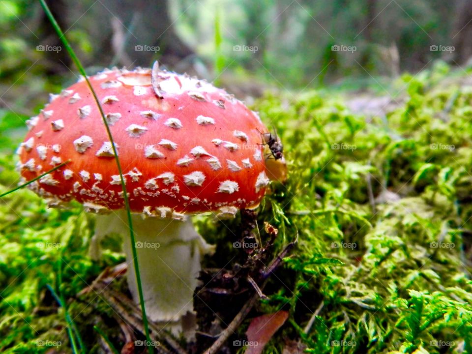 fly agaric