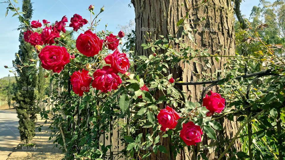 ROTE ROSEN GARTEN NATUR