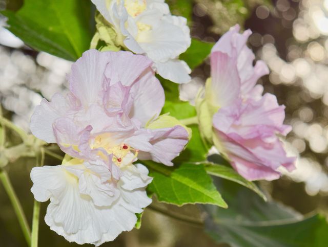 Confederate Rose 