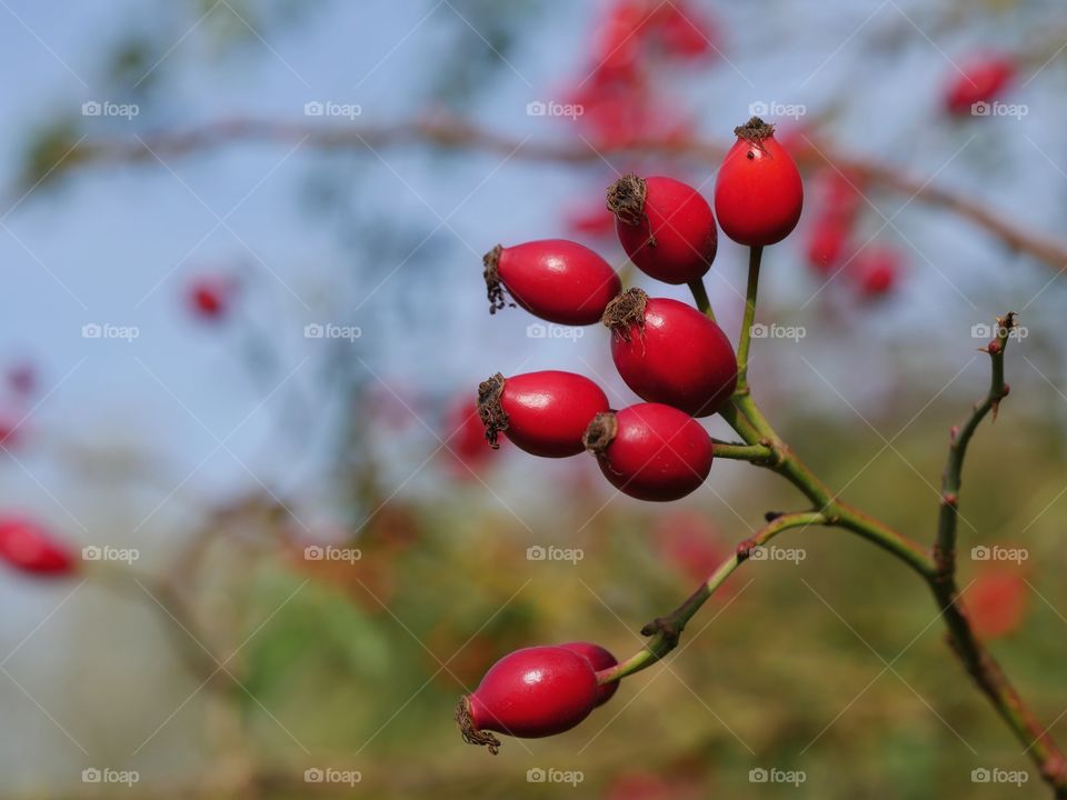 Autumn colours