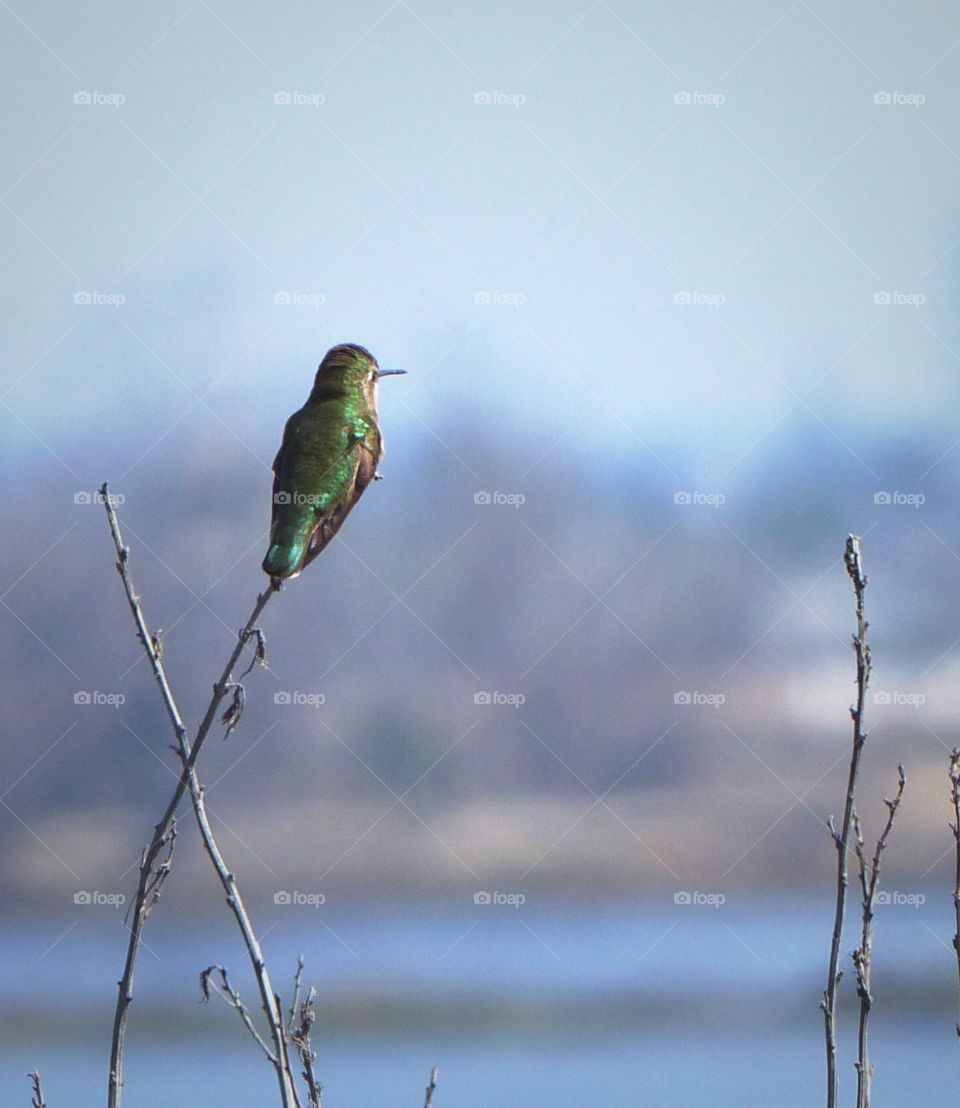 Hummingbird on a branch