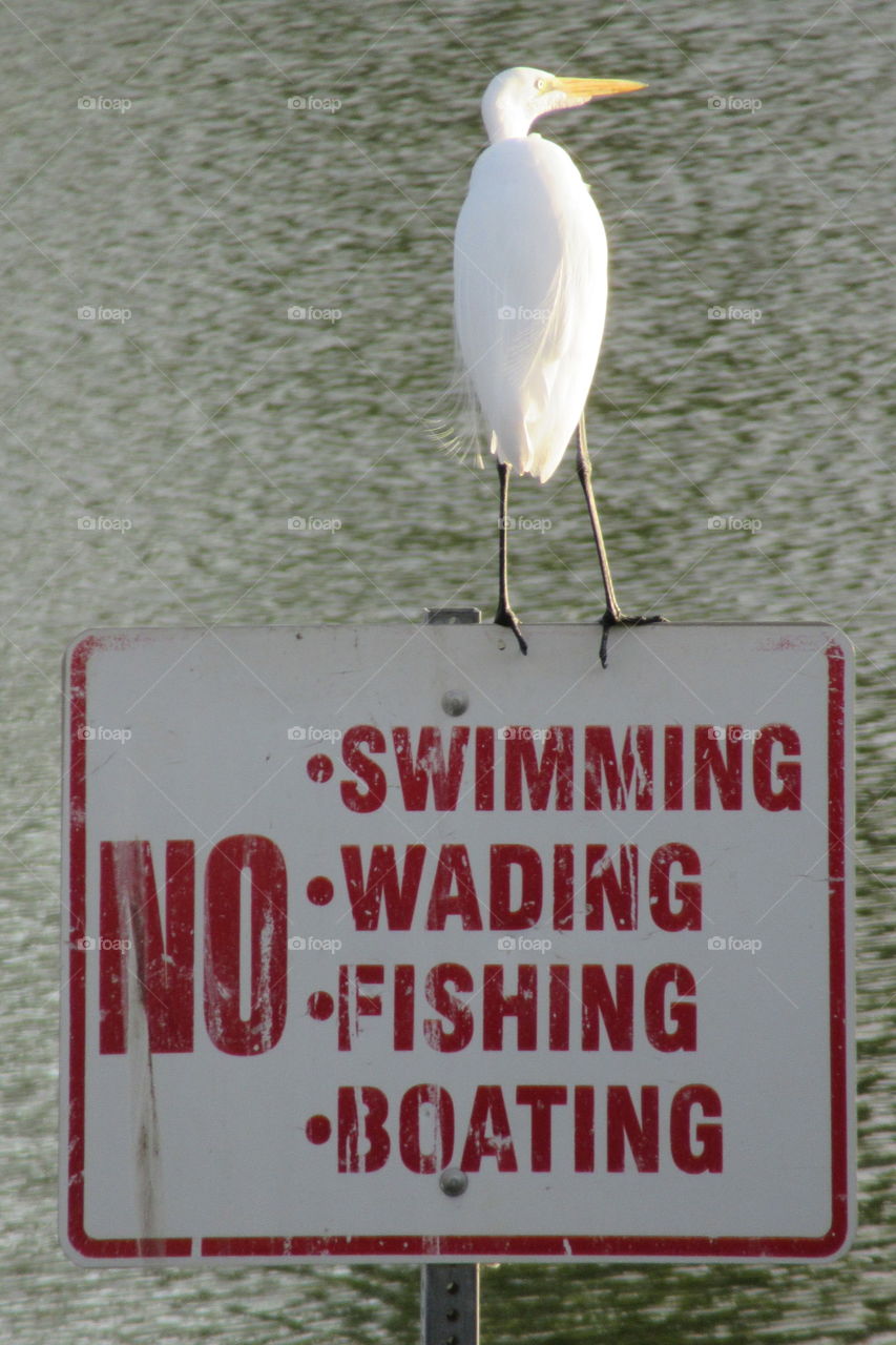 White crane