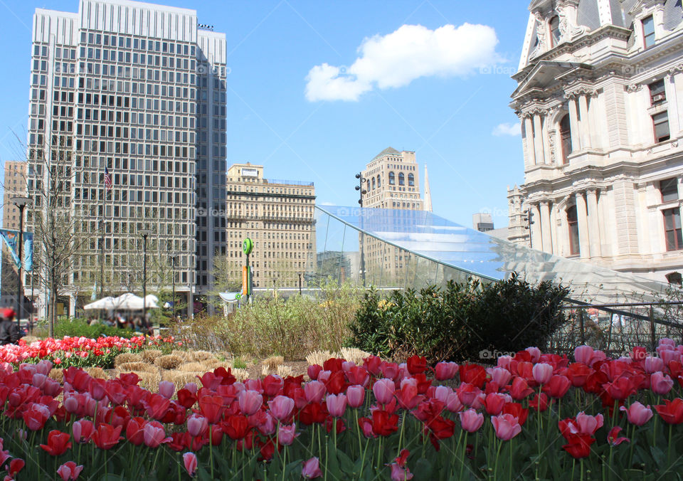 A beautiful photo of Philadelphia also known as the "City of Brotherly Love" with tulips all around and tall buildings. 