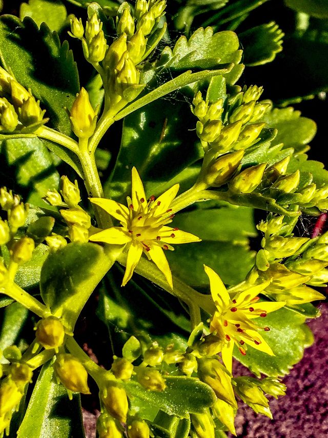 Stars in Yellow
