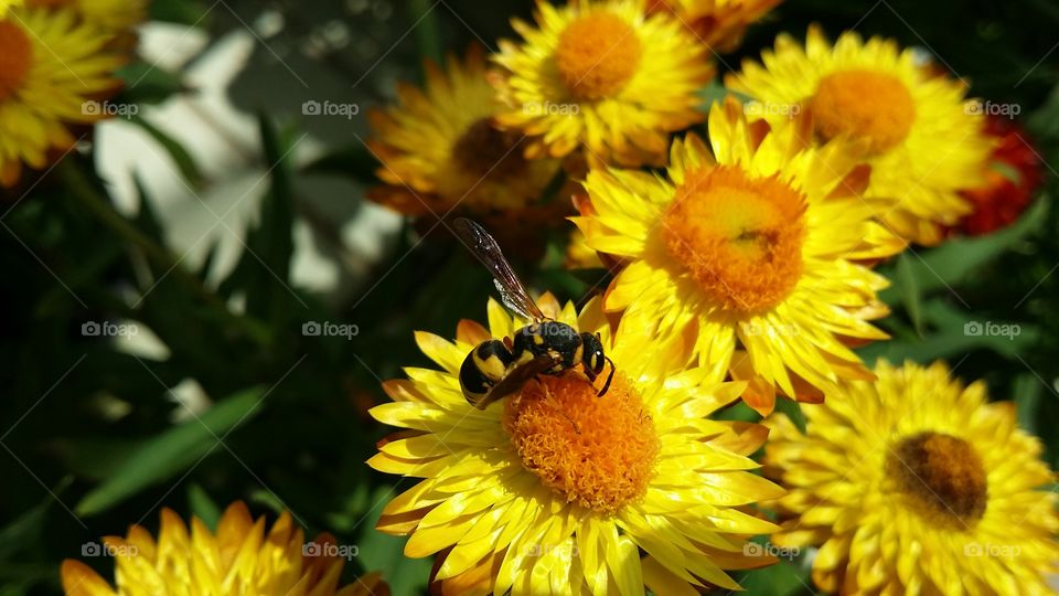 Wasp on flower 1