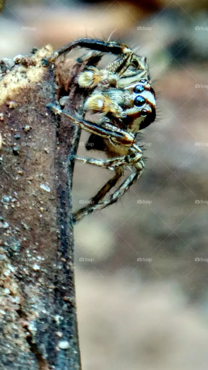 spider
