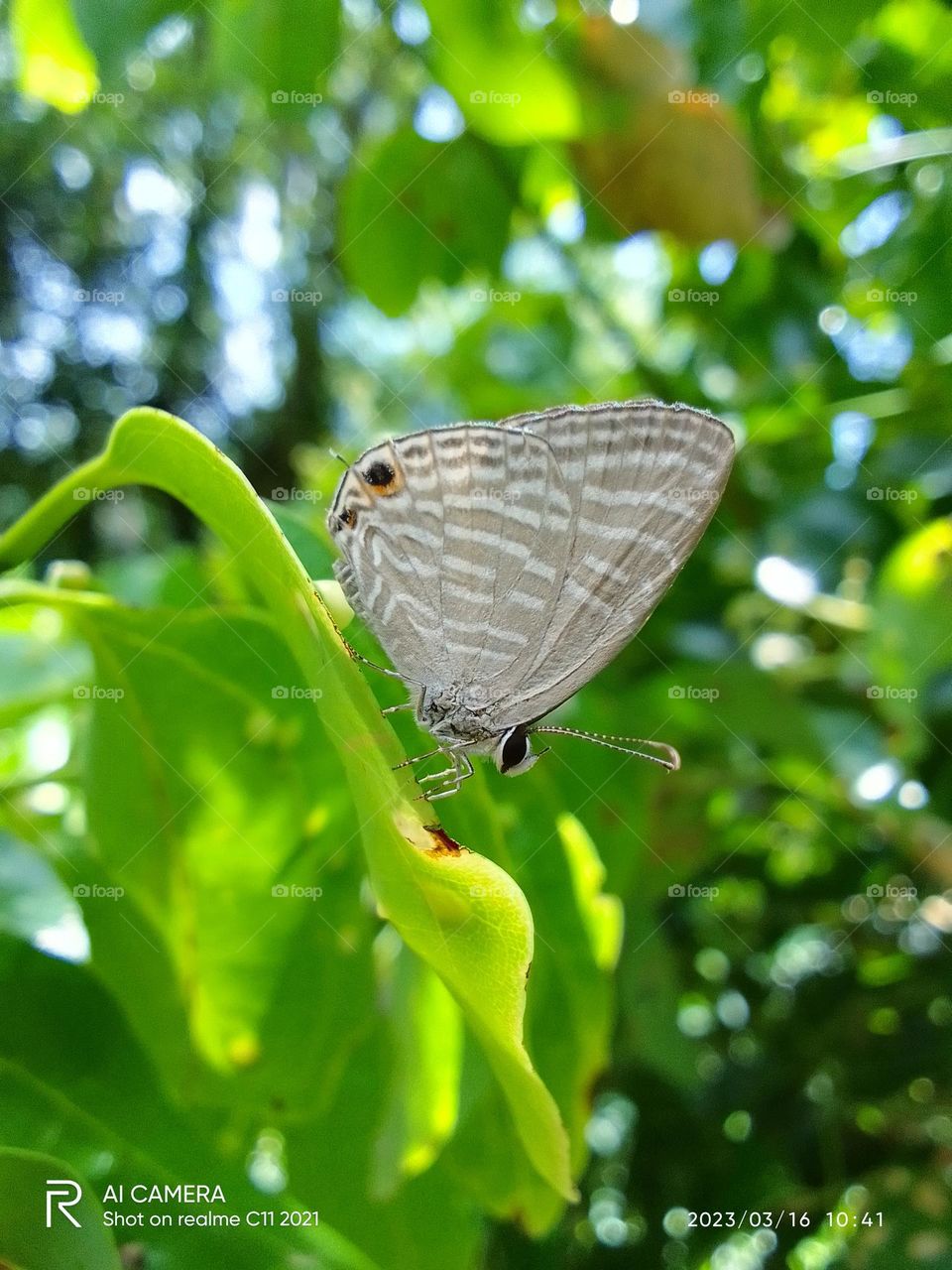 Sri Lankan Butterflies.