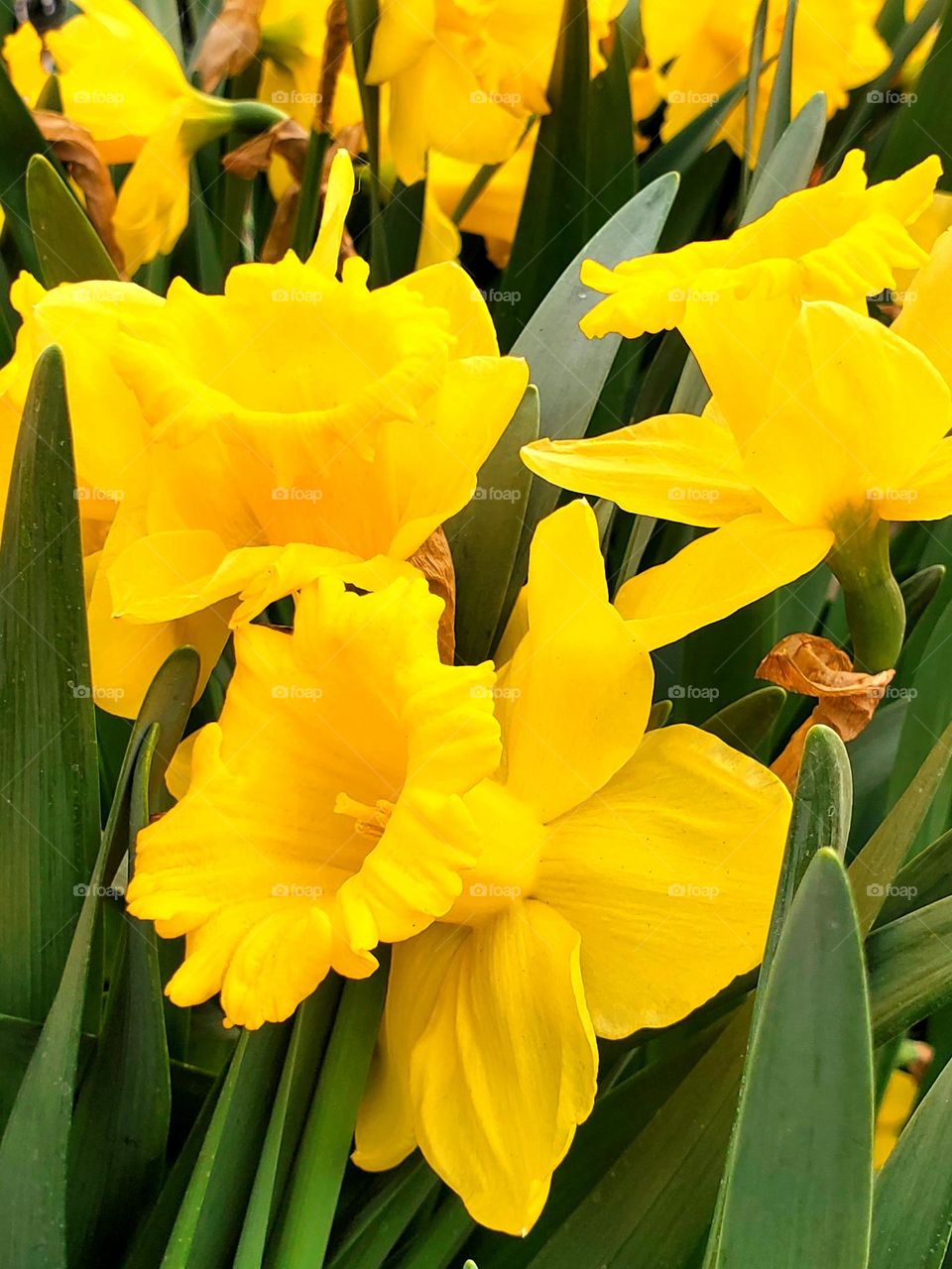 Daffodils of Spring