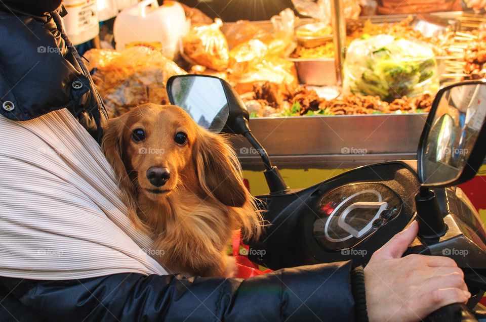 A dog cruises through a night market in the arms of its owner 