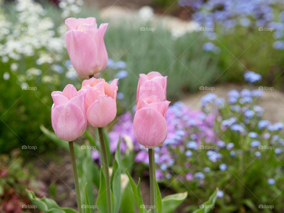 Pink tulip flowers in garden