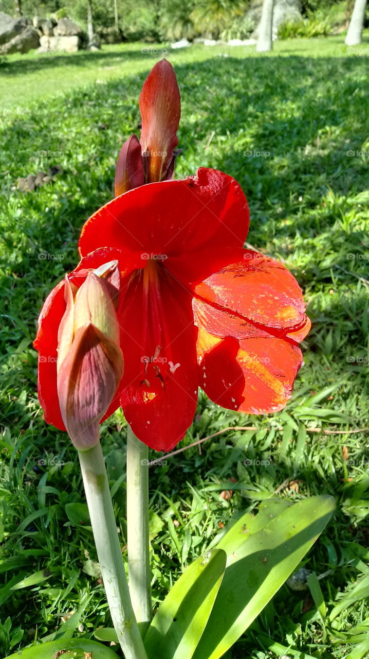 NATURE NATURAL ENVIRONMENT BEAUTY FLOWER GARDEN