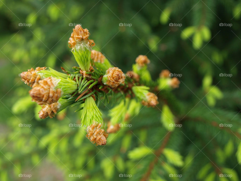 tree christmas spruce gran by hslysne