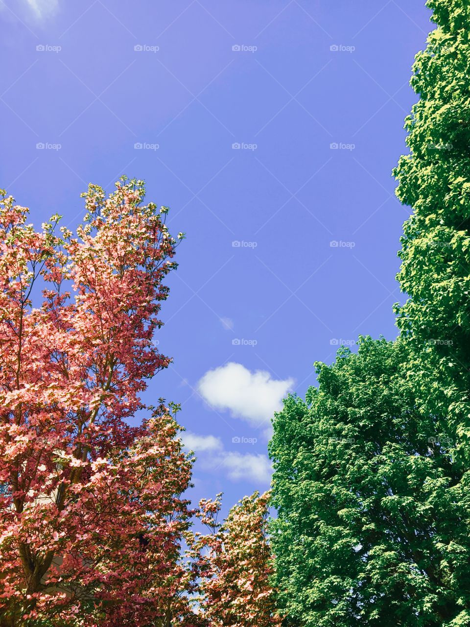 Vivid spring daydreams: trees, clouds and fresh air