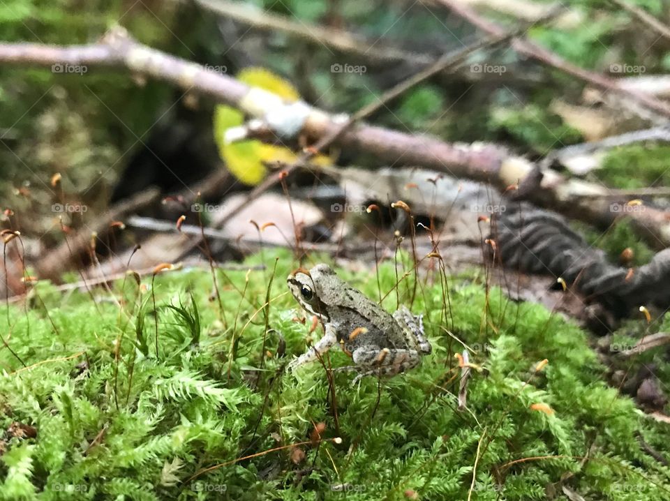 Frog Trübelbachweiher 