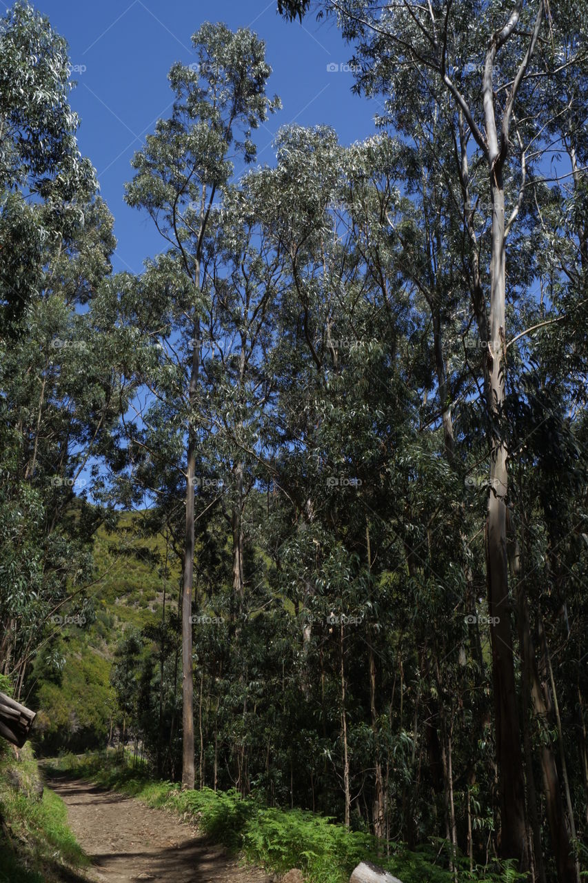 Forêt d'eucalyptus près de Rabaçal (Madère)