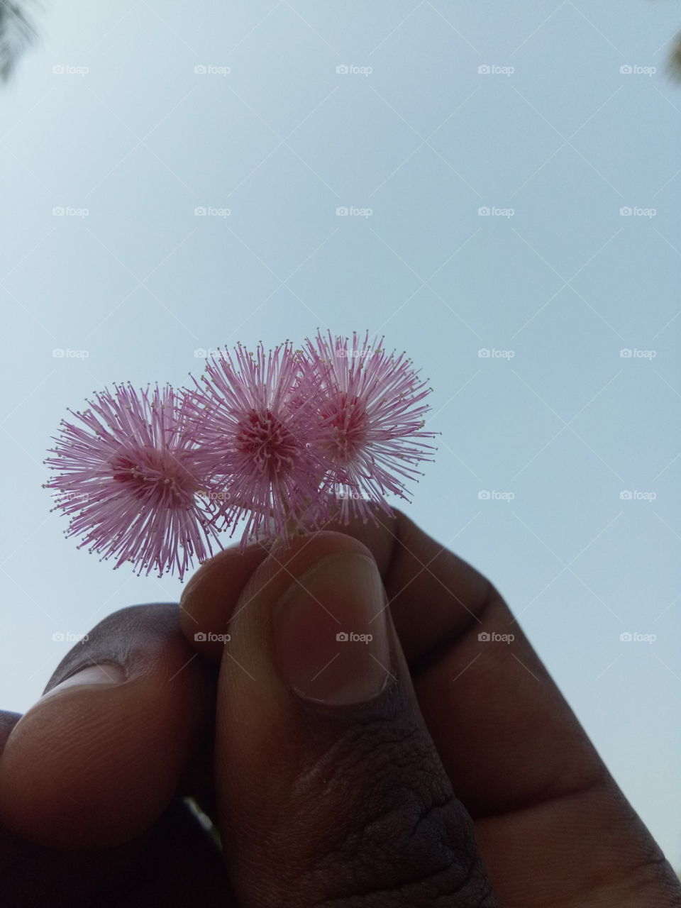 the most beautiful three flowers in my hand