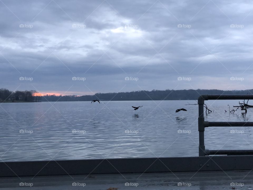 Ducks and Sunrise
