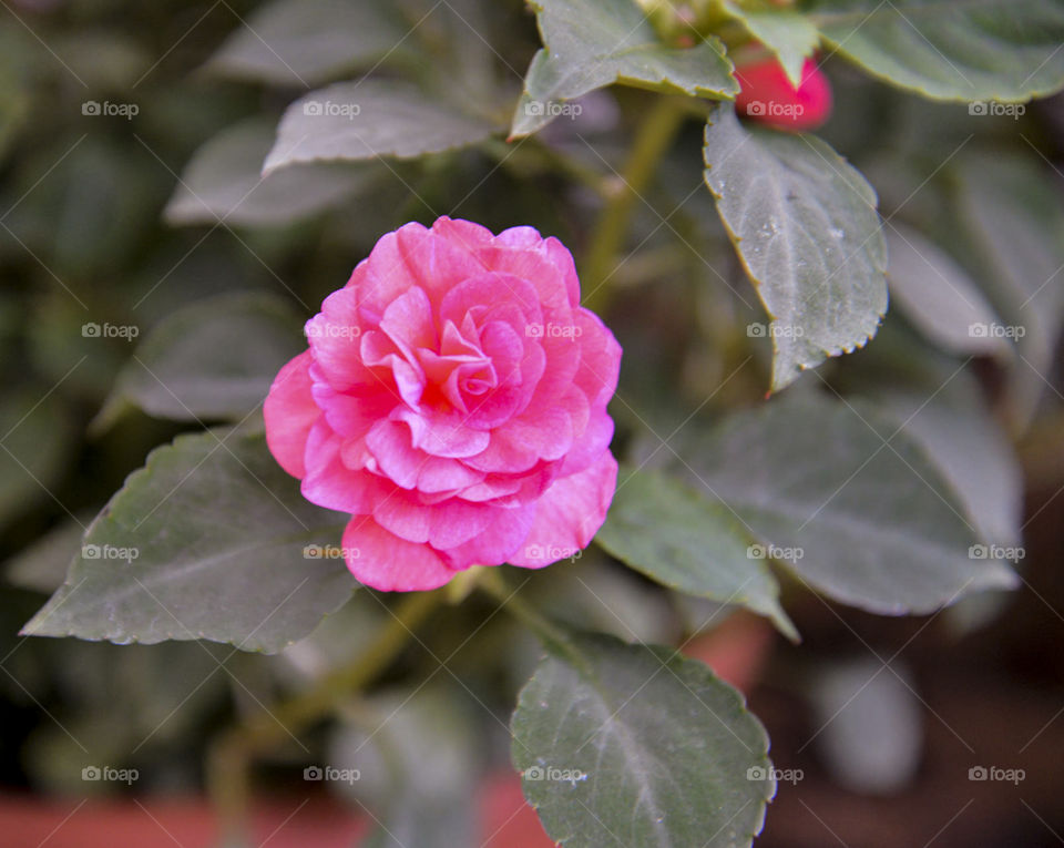 miniature pink rose. petite pink rose