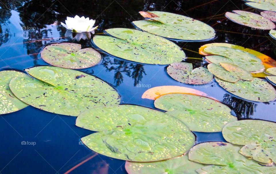 Water lily.