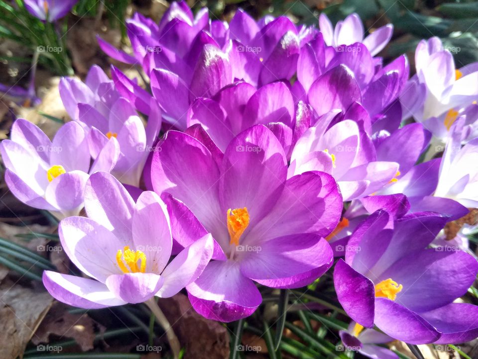 Nature, Flower, Flora, Crocus, Blooming