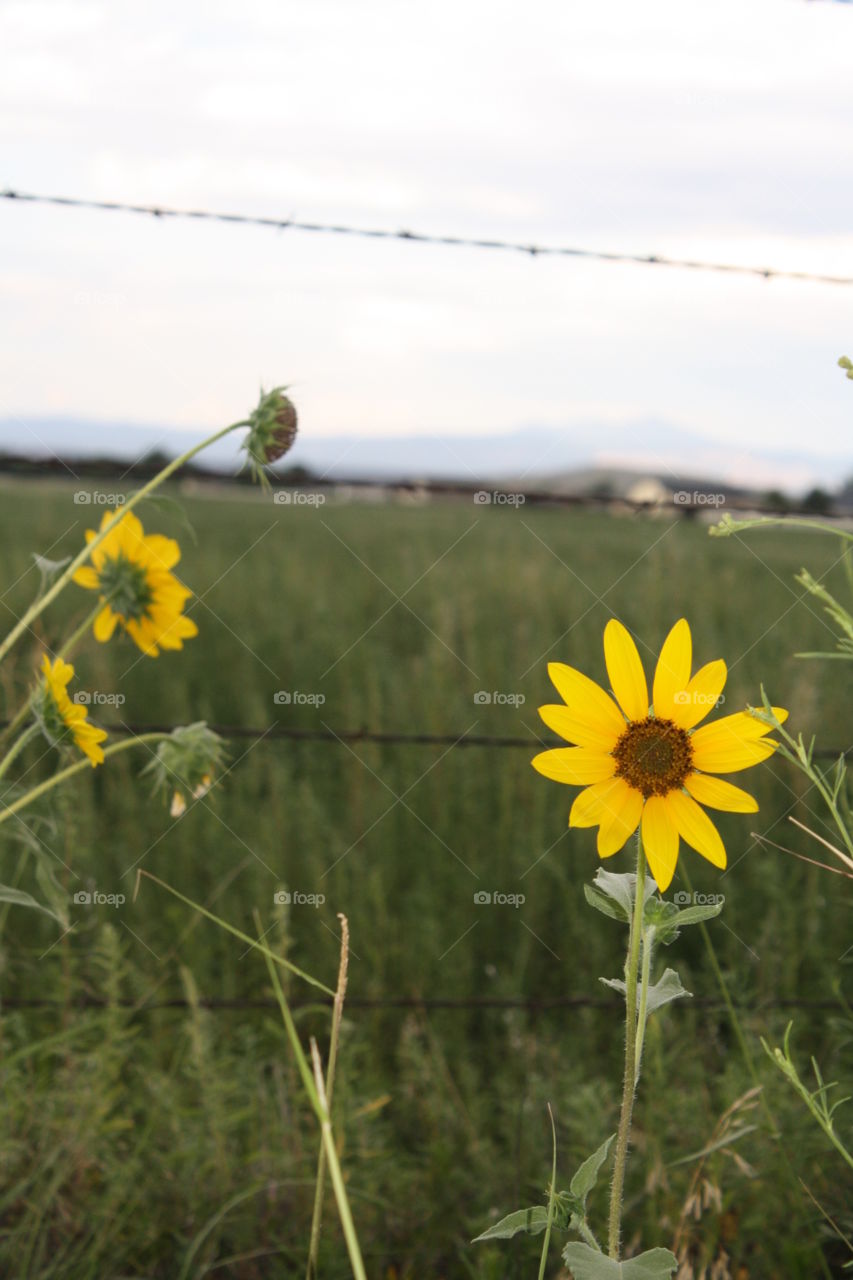 Just an empty field in Arizona that happens to grow the most beautiful and tall yellow daisy’s 