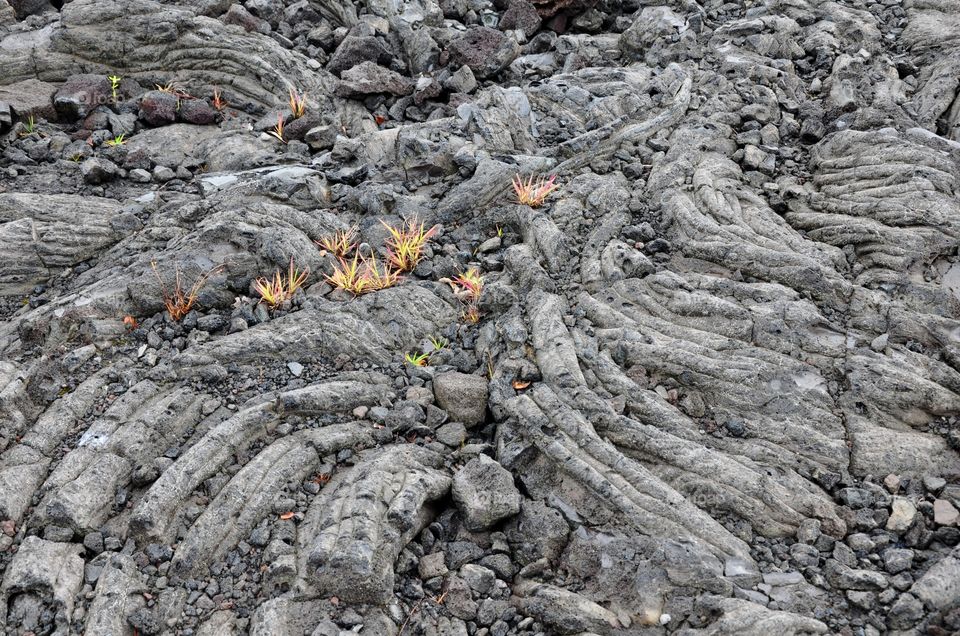 Green shoots sprouting from the volcanic rock