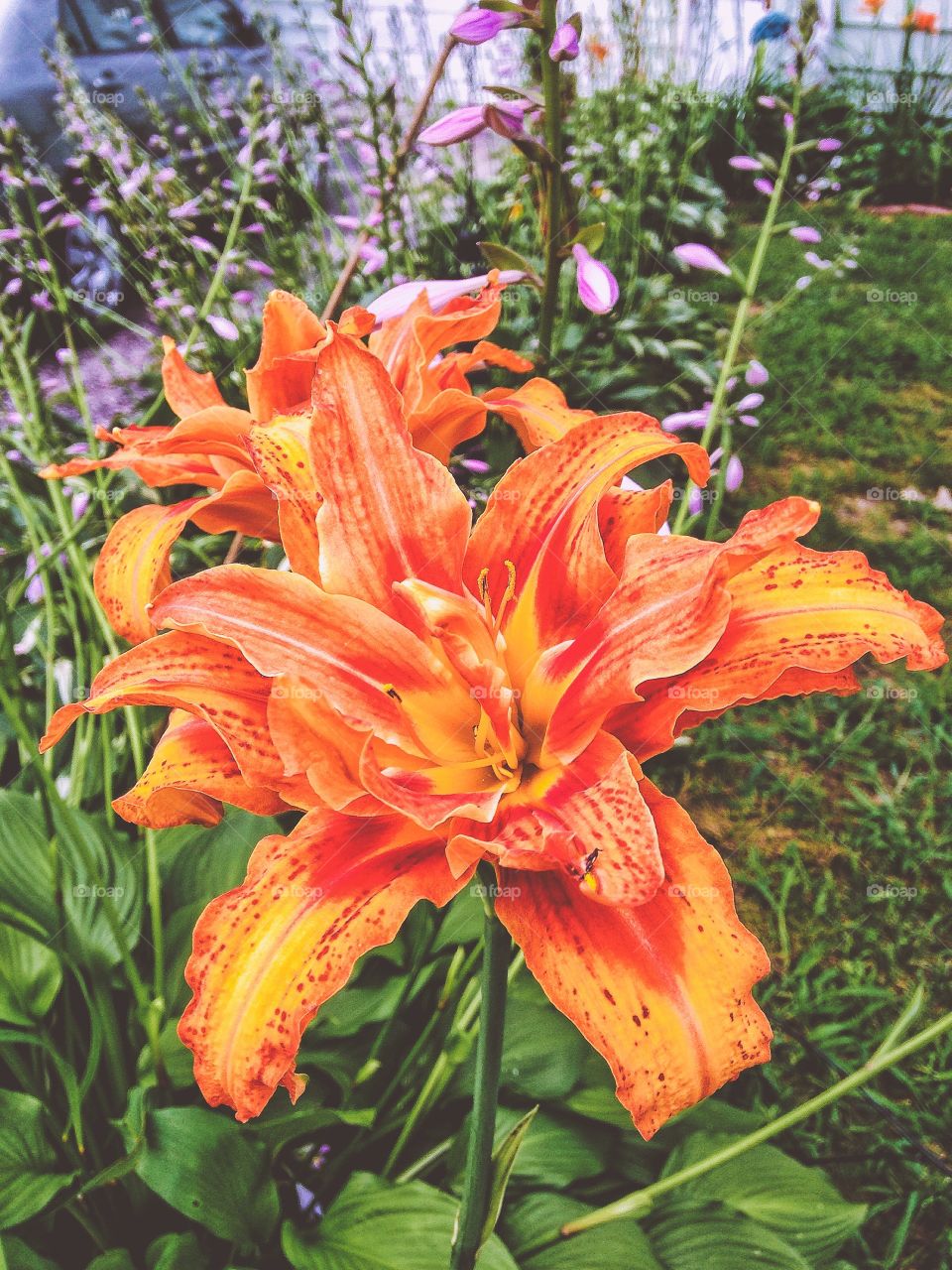 Tigerlily. Tigerlily 