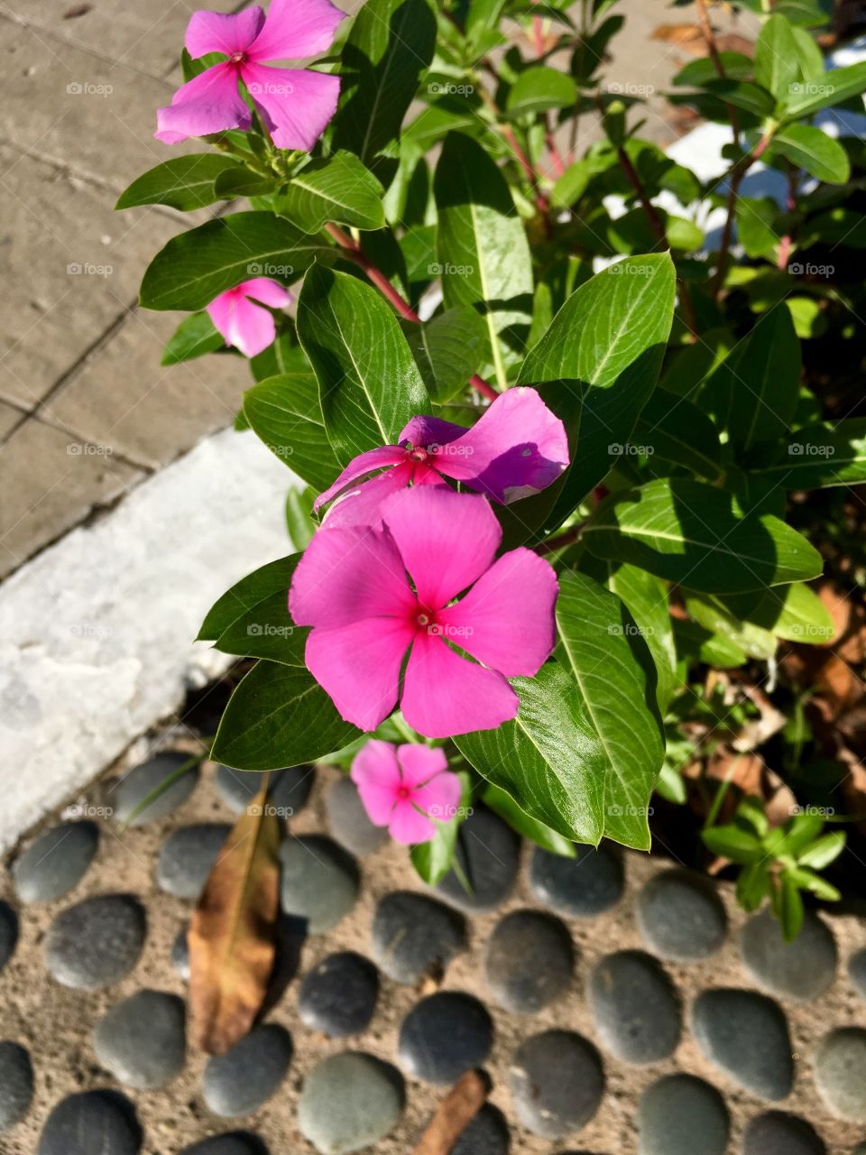 Pink flower 
