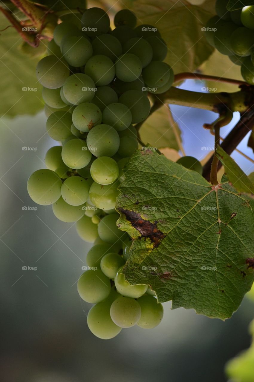 Close-up of grapes