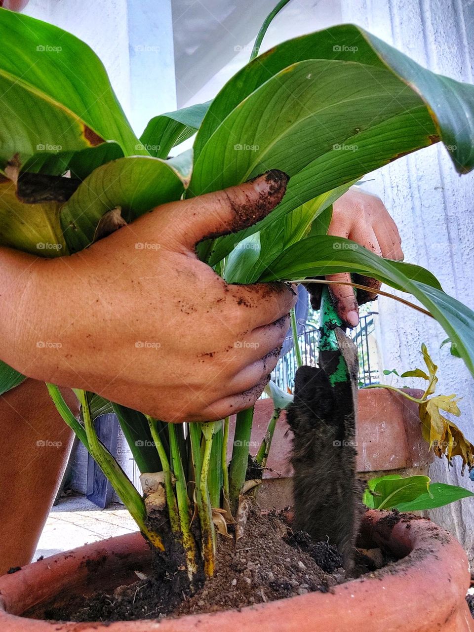 A little bit more soil.