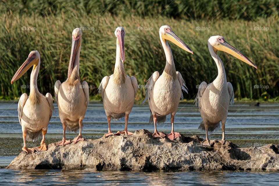 Pelicans in Danube delta