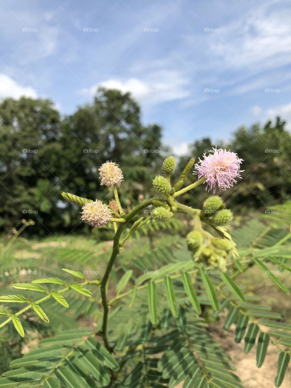 Plants around everywhere, Countryside ( my garden)