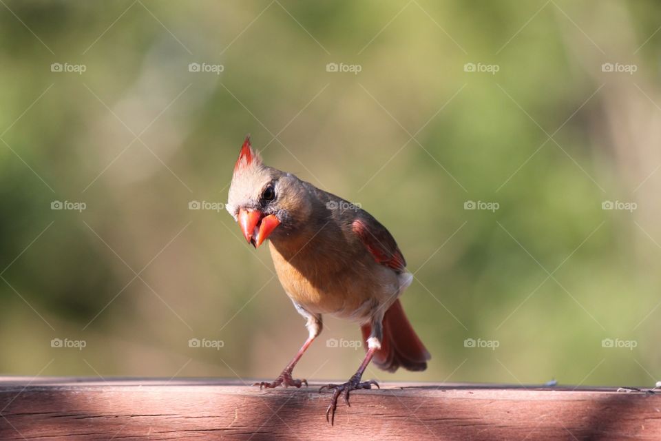 Close-up of cardinal on wood
