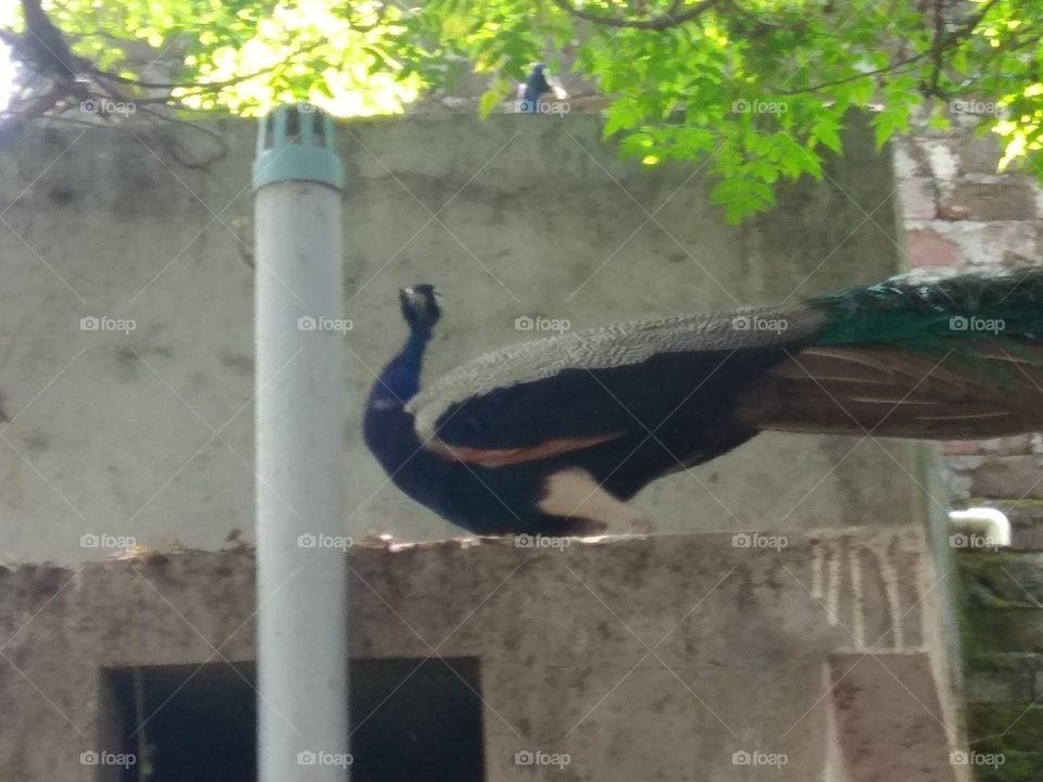 Curious peacock