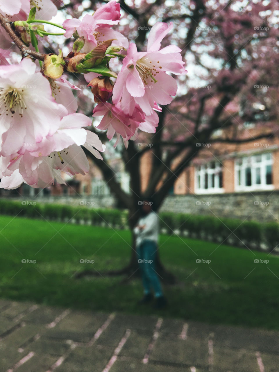 Photo focused on a few gorgeous cherry blossoms with a model and a tree in the background. 